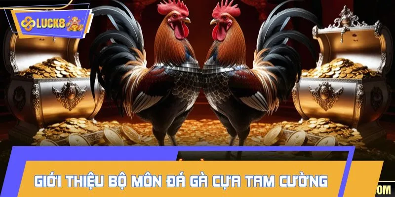 Sức hút của đá gà cựa tam cường cực lớn
